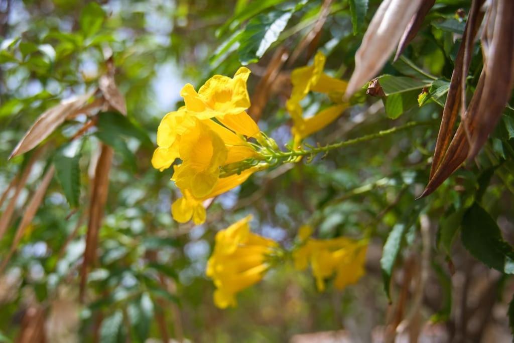 Апартаменты Caribbean Happyness Виллемстад Экстерьер фото